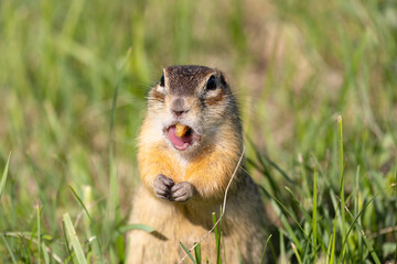 Speckled ground squirrel animal standing in the grass eating something