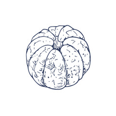 Peeled orange tangerine. Graphic illustration hand drawn in black ink. Isolated element EPS vector.