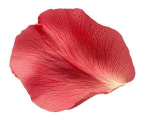 PNG A single Bachelors Button petal botanical nature floral.
