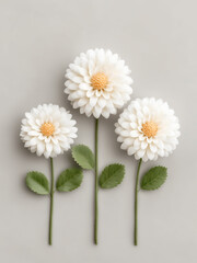 white dahlia flowers on a light grey background
