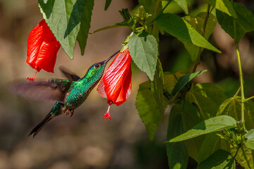 A colorful hummingbird sipping nectar from a red flower