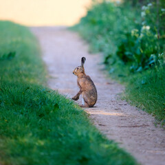 hare on a road
