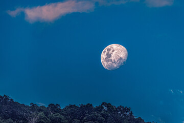 A bright moon rises above the rainforest
