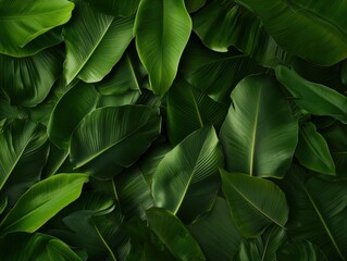 Tropical greenery overlapping banana leaves nature close-up lush environment top-down view vibrant concept for relaxation and calm