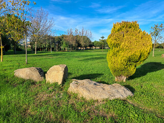 Green meadow with ornamental conifer and granite boulders on sunny day