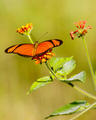 A delicate butterfly is quietly basking in the warm sunlight on a bunch of flowers