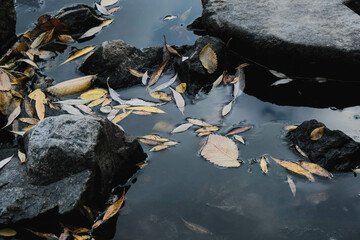 Tranquil Reflections on Water Featuring Beautiful Fall Leaves, Rocks, and Scenic Natural Beauty