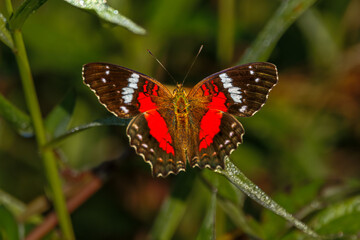 A vibrant butterfly, with iridescent colors that shimmer in the light, rests delicately on a leaf