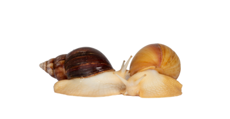 Two young Archachatina marginata or Giant West African snail close together. Eyes up. Isolated cutout on a transparent background.