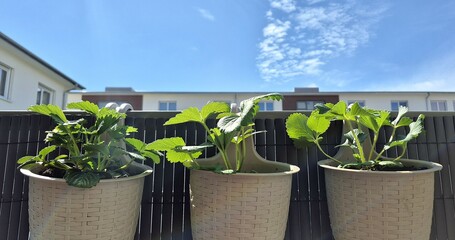 Hanging pots with strawberry plants growing on a balcony under a clear blue sky