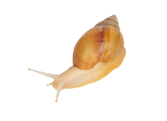 Top view of young Archachatina marginata or Giant West African snail moving forwards. Eyes up. Isolated cutout on a transparent background.