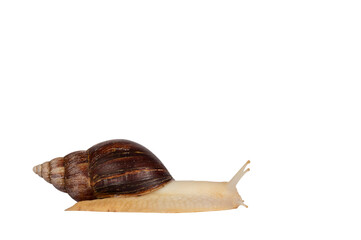 Young Archachatina marginata or Giant West African snail moving side ways. Looking straight ahead away from camera. Eyes up. Isolated cutout on a transparent background.
