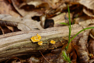 Close-up of small, bright yellow fruiting bodies of the witch's butter fungus (Tremella mesenterica) growing on a moist, decaying branch among fallen leaves. Young green grass is sprouting nearby