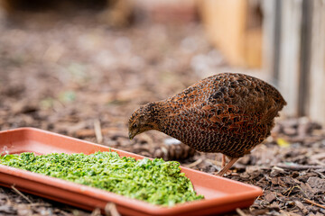 Eine braune Wachtel frisst Eifutter