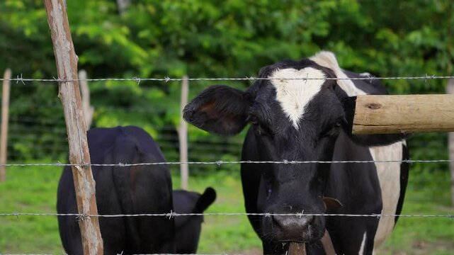 Fazenda com boi, cabra, pata e ganso 