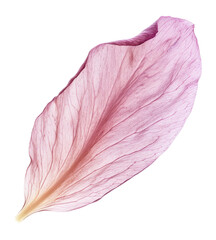 PNG A single Heather petal photography botanical flower.