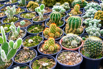 Various types of cacti growing in pots in a greenhouse environment.