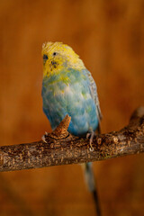 Ein Rainbow Wellensittich in der Mauser