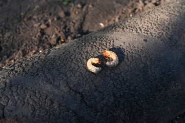 larvae of the May beetle.