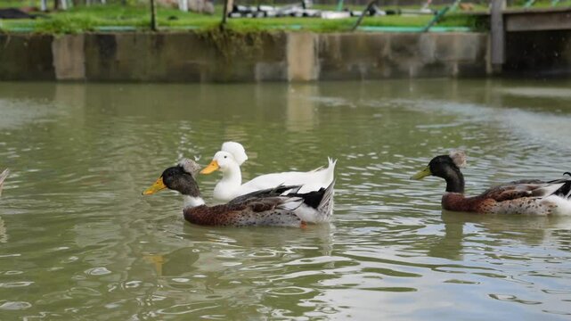 Fazenda com boi, cabra, pata e ganso 