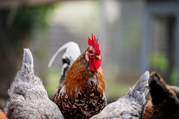 Ein Hahn steht inmitten von Hennen