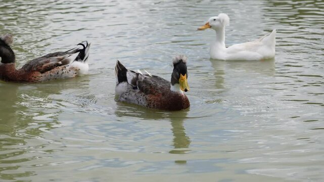 Fazenda com boi, cabra, pata e ganso 