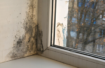 mold forms on the window. Black mold on the window slopes. mold fungi infect the air in the...
