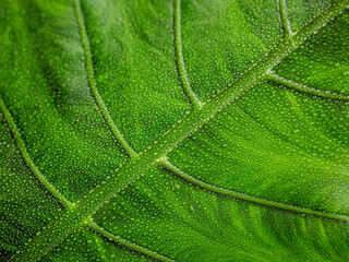 Macro shot of water drops on green leaves. Close-up of Abstract leaf texture background pattern raindrops falling on leaf in rainy season.