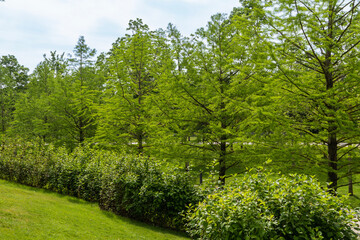 Sunny spring morning 2024. Bald Cypress Taxodium Distichum (swamp, white-cypress, gulf or tidewater red cypress) tree in public landscape city Park Krasnodar or Galitsky park.