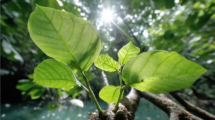 Kratoms Cognitive Boost Stress Relief from Southeast Asias Natural Wonder