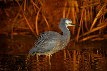 White-faced Heron, lit by the golden hour