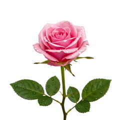 Close Up of Pink Rose with Water Beads and Green Leaves
