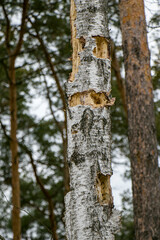 A birch trunk pierced by a woodpecker.
Traces of woodpecker work on an old birch trunk