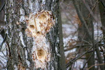 A birch trunk pierced by a woodpecker.
Traces of woodpecker work on an old birch trunk