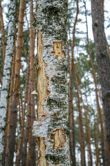 A birch trunk pierced by a woodpecker.
Traces of woodpecker work on an old birch trunk