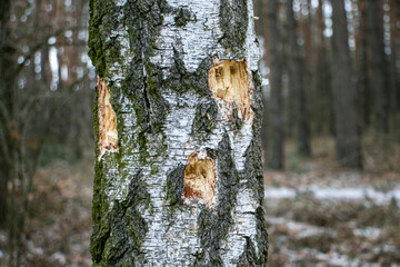 A birch trunk pierced by a woodpecker.
Traces of woodpecker work on an old birch trunk