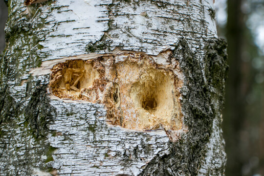A birch trunk pierced by a woodpecker.
Traces of woodpecker work on an old birch trunk