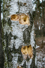 A birch trunk pierced by a woodpecker.
Traces of woodpecker work on an old birch trunk