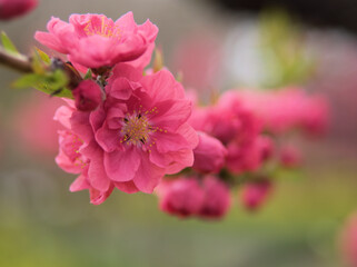 Fototapeta premium 4月に咲いた桃色の桃の花「寒緋（カンヒ）」