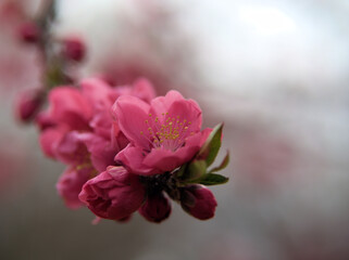 4月に咲いた桃色の桃の花「寒緋（カンヒ）」