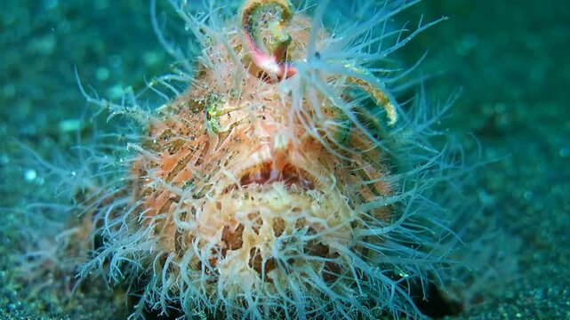 A hairy frogfish yawning, it has a huge mouth.