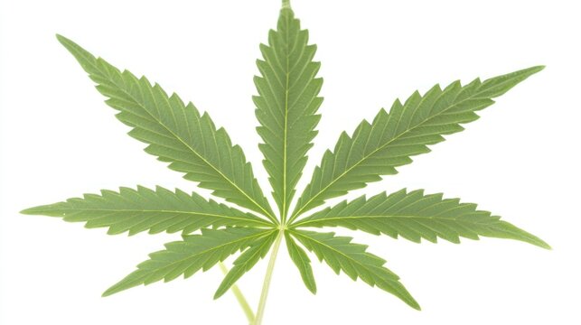 illuminating the intricate details of a vibrant green cannabis leaf against a pristine white canvas showcasing its unique patterns and medicinal properties with an artistic touch