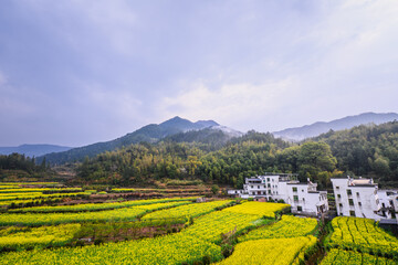 Rural Landscape with Mustard Fields and Mountains