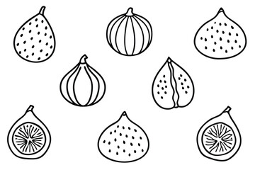 indian fig line art modern plant sketch minimal style