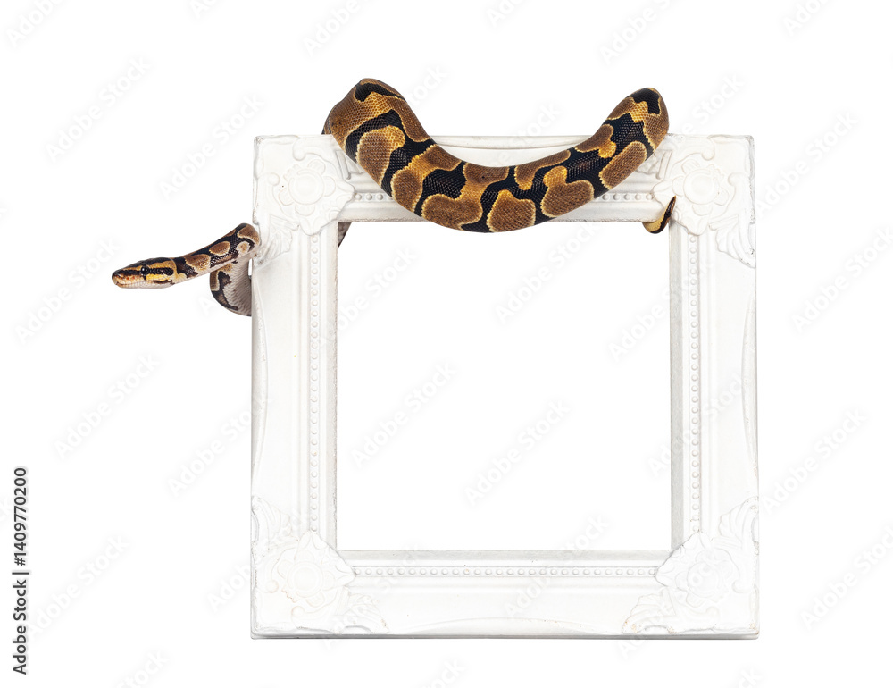 Leinwandbilder Baby Ballpython or Python Regius snake, isolated cutout on a transparent background. Amazing almost golden colors and beautifull pattern. Hanging over white empty picture frame.