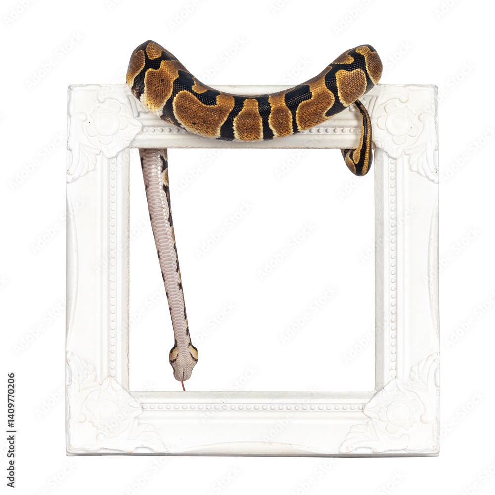 Poster baby ballpython or python regius snake, isolated cutout on a transparent background. amazing almost 