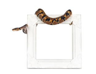 Baby Ballpython or Python Regius snake, isolated cutout on a transparent background. Amazing almost golden colors and beautifull pattern. Hanging over white empty picture frame.