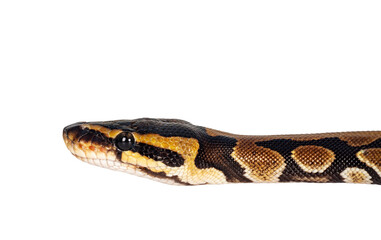 Fototapeta premium Head shot of baby Ballpython or Python Regius snake, isolated cutout on a transparent background. Amazing almost golden colors and beautifull pattern.