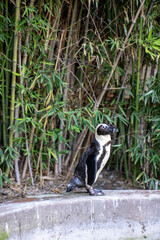 African penguin