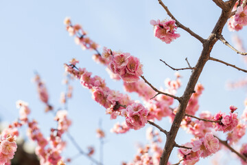 Vibrant pink blossoms blooming on cherry tree under clear blue sky